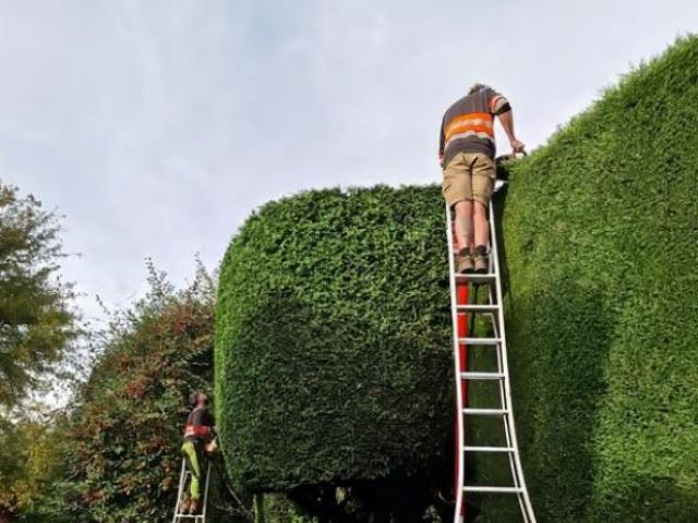 Hedge Cutting Services in Whitby